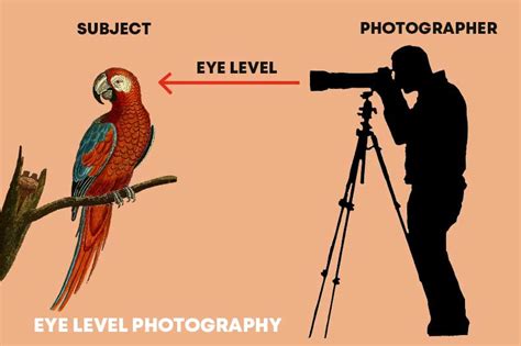 Eye Level Photography – How It Helps to Improve Images? - PhotographyAxis