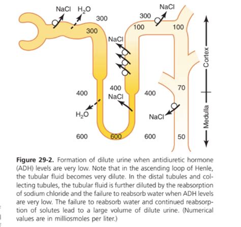 phys 29 Urine Concentration and Dilution; Regulation of Extracellular ...