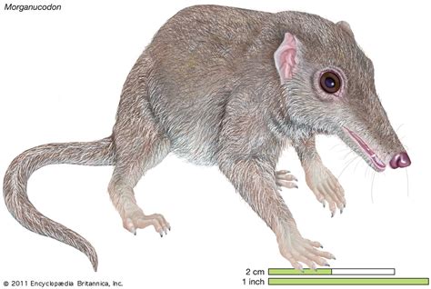 Morganucodon | Evolutionary History & Characteristics | Britannica