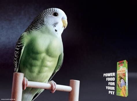 Buff Budgies - Album on Imgur Funny Minion Quotes, Funny Animal Memes ...