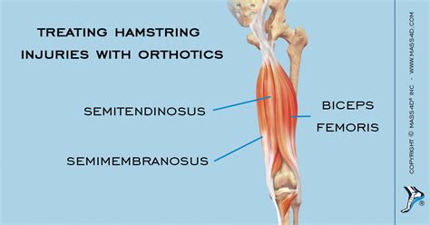 Semitendinosus And Semimembranosus Muscles