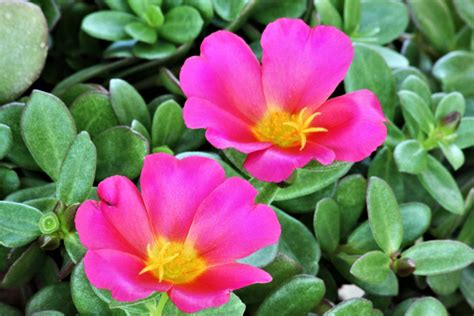 Pink Purslane Flowers Close-up Free Stock Photo - Public Domain Pictures