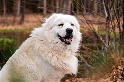 Great Pyrenees: Dog breed characteristics & care