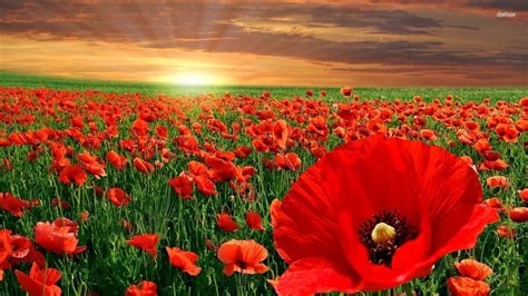 Red Poppy Wallpapers - Wallpaper Cave