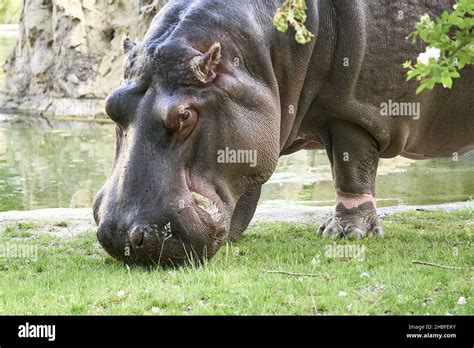 A large Hippo in its natural habitat in summer Stock Photo - Alamy