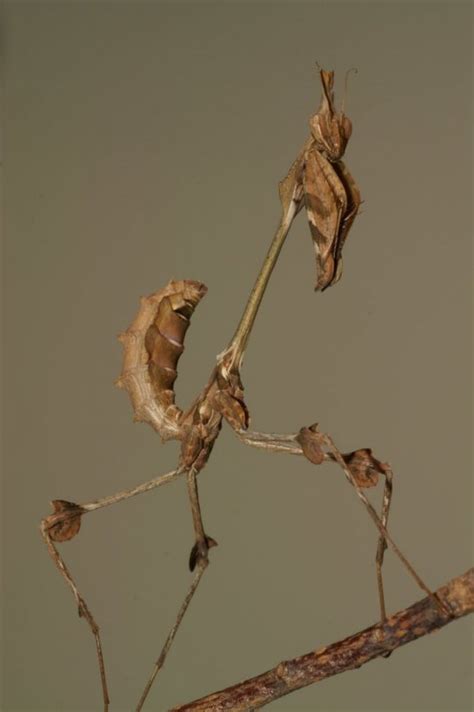 Camouflage! Mantis! - Praying Mantises Photo (31947036) - Fanpop