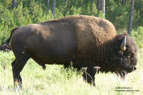 Custer State Park Wildlife