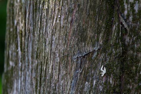 Mossy Cedar Tree Bark Reference Stock Image - Image of surface, wood ...