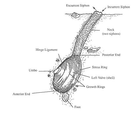 Razor Clam Anatomy