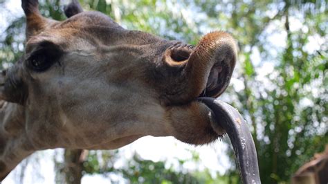 Face of Giraffe with Tongue Closeup Stock Video Footage - Storyblocks