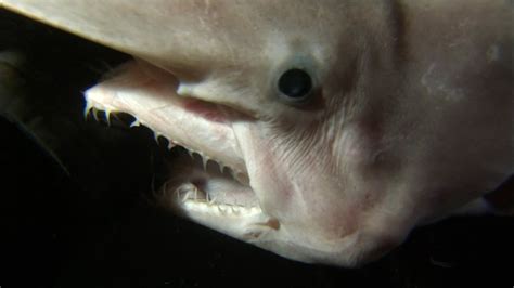 Goblin Shark Jaw Gif