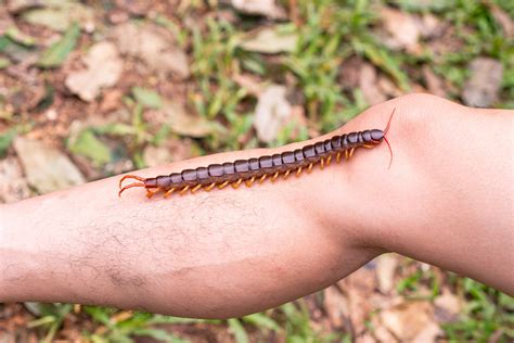 Scolopendra gigantea: The Giant Centipede With a Painful, Venomous Bite ...