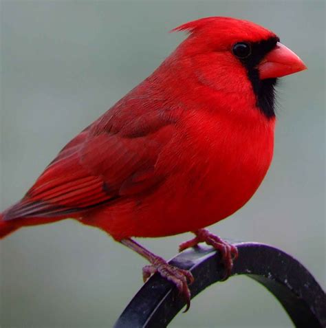 Northern Cardinal (male)