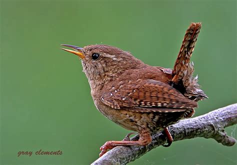 Jenny Wren Bird