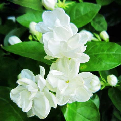 20 pcs/bag White Jasmine Seeds Jasmine Flower Seeds Fragrant Plant ...