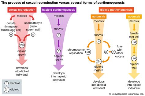 Parthenogenesis | Definition, Types, & Facts | Britannica