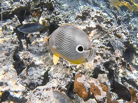 Snorkeling in Guardalavaca Beach | Snorkeling in Cuba