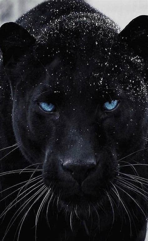 Black Panther Eyes Wallpapers - Top Free Black Panther Eyes Backgrounds ...