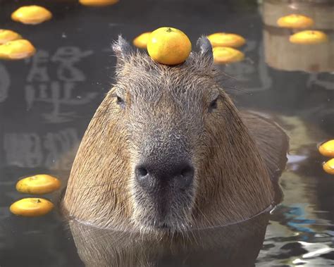 Cute Capybara Wallpapers - 4k, HD Cute Capybara Backgrounds on WallpaperBat