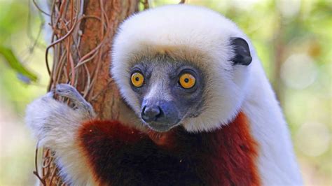 Lemurs of Madagascar: Back from the brink | CNN Travel