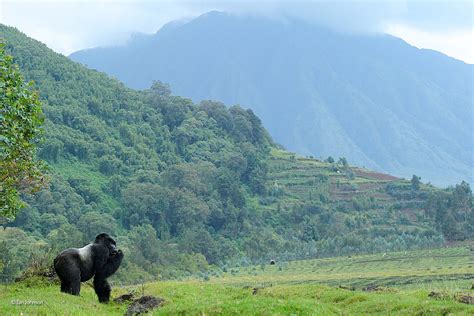 Mountain Gorilla Earns Photo Award