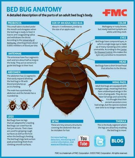 Bed Bug Size Chart See More on | Mekanikal Home Tool