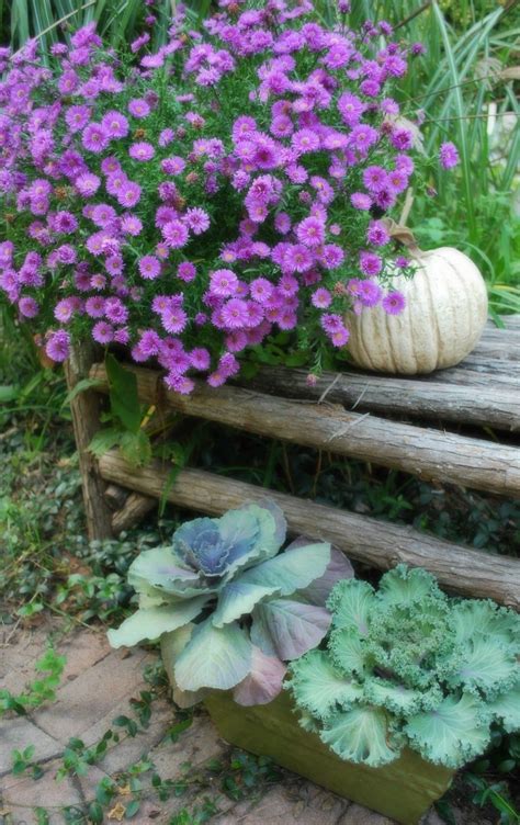 Decorating with asters for fall | Container gardening, Garden hoe ...