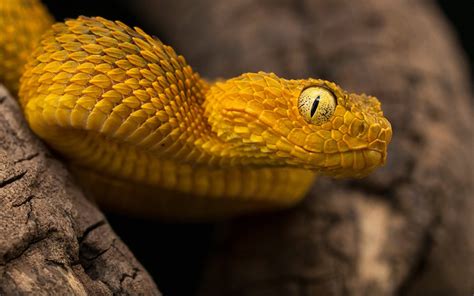 Reptile Atheris Squamigera Bush Viper Poisonous Species Of Endemic ...