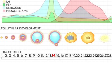 Fsh Levels And Menopause Chart - Menopause Choices