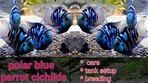 The Ultimate Guide to Polar Blue Parrot Cichlid Care and tank Setup ...