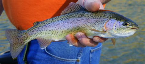 Rainbow / Steelhead Trout - Tourism Windsor Essex Pelee Island