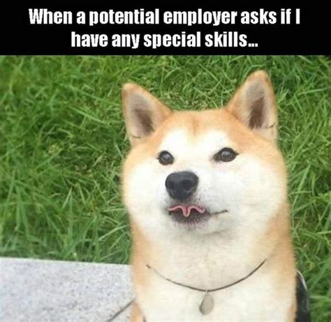 15 Best Shiba Inu Memes | PetPress