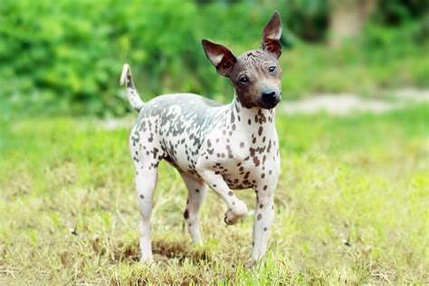 Can A Jonangi And A Dachshund Be Friends