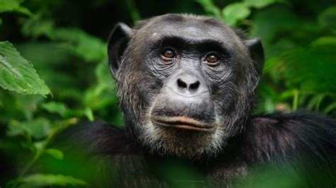 Freed Chimpanzee Sees Open Sky For The First Time Ever | BIG 105.9 ...