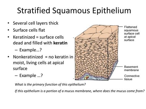 Stratified Squamous Epithelium Location