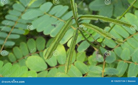 Fresh Green Senna Alata Leaves in Nature Stock Photo - Image of plant ...