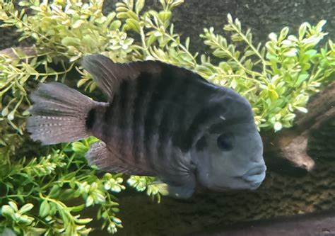 Convict Cichlid | Cichlid Fish Forum