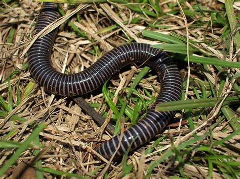 Rainforest Worm | Flickr - Photo Sharing!