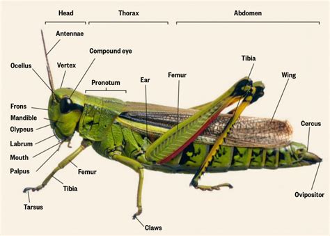 Anatomy of a Grasshopper. : r/Infographics