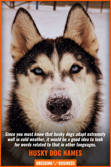 Husky Dog Names – Over 150 Siberian & Alaskan Names for Huskies!