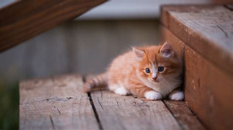 1366x768 Kitten Cute Laptop HD ,HD 4k Wallpapers,Images,Backgrounds ...