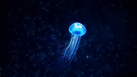 Jellyfish Wallpapers - Top Những Hình Ảnh Đẹp