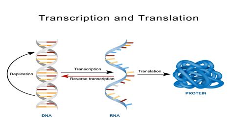 A Short Explanation of the Fascinating Process of Protein Synthesis ...