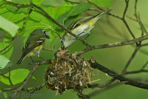 Birds-n-Blooms: Blue-headed Vireo