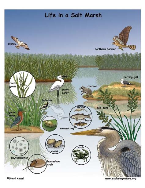 Vibrant Salt Marsh Landscape for Licensing - Explore the Beauty!