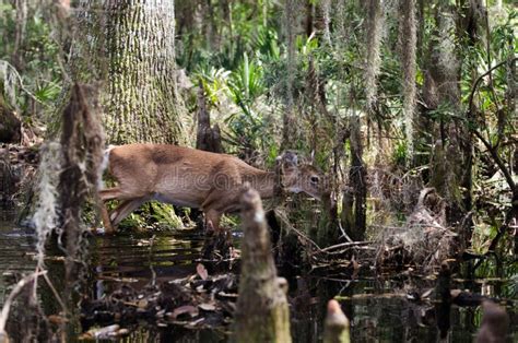 Calvin Byrom That Okefenokee Swamp Park