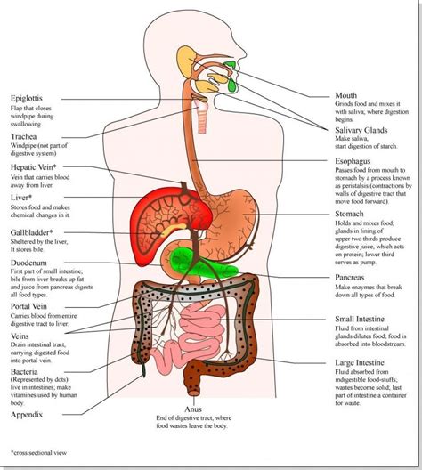 Location Of Organs In Body Diagram