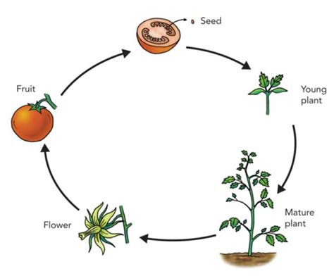 Life Cycle of Plants: Stages, Types, and Facts