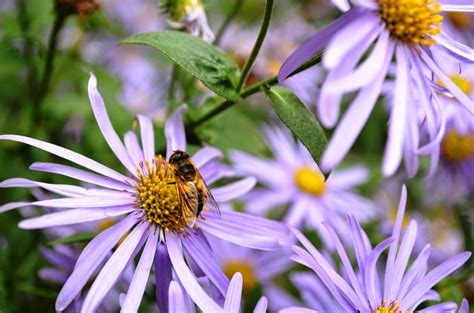 Kelli's Northern Ireland Garden: Late Summer Flowers