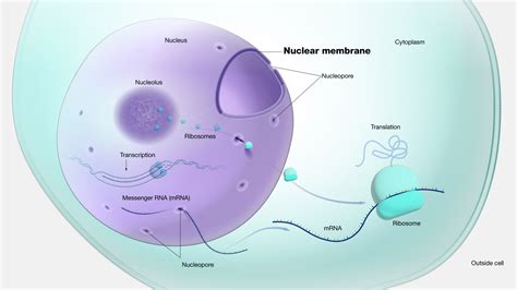 Nuclear Membrane